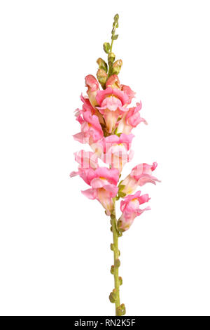 Einzelnen Stamm mit rosa und weißen Blumen der Snapdragons (Antirrhinum majus) gegen einen weißen Hintergrund isoliert Stockfoto