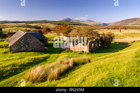 Schafe im Schatten einer alten Scheune auf der Fernbedienung Machrie Moor unter den Bergen von der Insel Arran in den Highlands von Schottland. Stockfoto