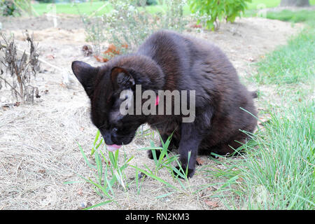 Ein ganz Schwarzes inländischen Kurzhaar Katze (Felis catus) mit einem roten Kragen frisst Gras am Rande einer Wiese Stockfoto