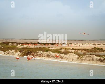 Flamingos bei Las Coloradas - Salzseen in Yucatan, Mexiko Stockfoto