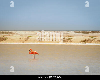 Flamingo in Las Coloradas - Salzseen in Yucatan, Mexiko Stockfoto