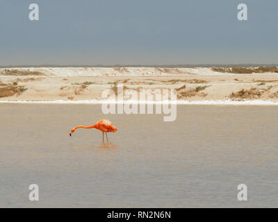 Flamingo in Las Coloradas - Salzseen in Yucatan, Mexiko Stockfoto