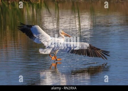 Ein American White Pelican (Pelecanus erythrorhynchos) eine große Aquatische hochfliegende Vogel Landung auf dem Wasser in einem See Stockfoto