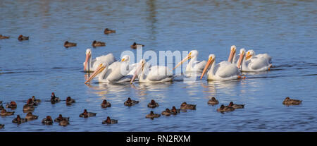 Eine Gruppe von amerikanischen weiße Pelikane (Pelecanus erythrorhynchos) eine große Aquatische hochfliegende Vogel zusammen schwimmen in einem See Stockfoto