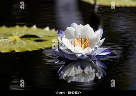 American White Water Lily ein frisches Wasser mit Reflexion im dunklen Wasser Stockfoto