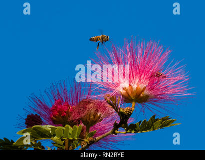 Honig Biene fliegt über eine rote Blume Bottlebrush vor dem Hintergrund des blauen Himmels Stockfoto