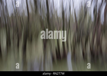 Abstrakte Bewegung verwischt dunkler Bäume im Wald Stockfoto