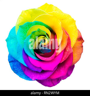Nahaufnahme von einem regenbogenfarbenen Rose in voller Blüte auf weißem Hintergrund Stockfoto