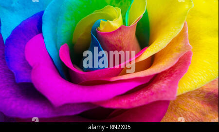 Nahaufnahme von einem regenbogenfarbenen Rose in voller Blüte Stockfoto