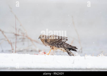 Northern Harrier, (Circus cyaneus) Essen einer Snow Goose, (Chen Caerulescens), Bosque Del Apache National Wildlife Refuge, New Mexico, USA. Stockfoto