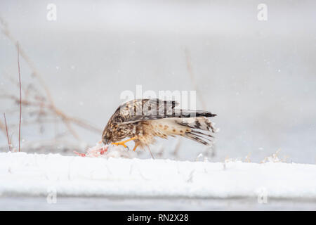 Northern Harrier, (Circus cyaneus) Essen einer Snow Goose, (Chen Caerulescens), Bosque Del Apache National Wildlife Refuge, New Mexico, USA. Stockfoto