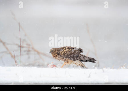 Northern Harrier, (Circus cyaneus) Essen einer Snow Goose, (Chen Caerulescens), Bosque Del Apache National Wildlife Refuge, New Mexico, USA. Stockfoto