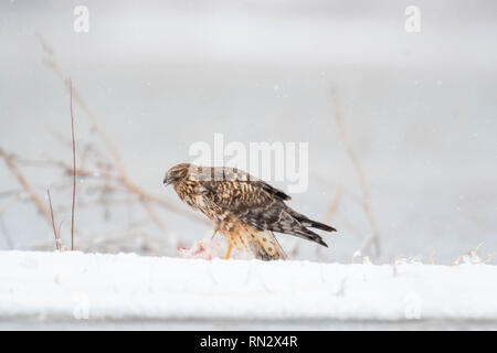 Northern Harrier, (Circus cyaneus) Essen einer Snow Goose, (Chen Caerulescens), Bosque Del Apache National Wildlife Refuge, New Mexico, USA. Stockfoto