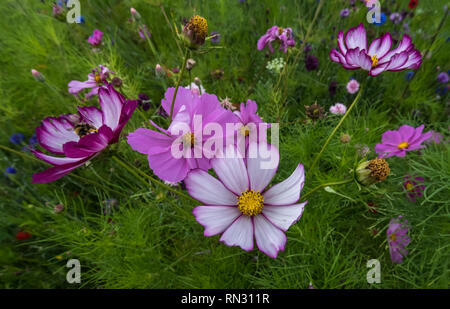 Rosa und Rot cosmos Blumen Garten. Stockfoto