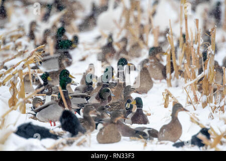 Stockenten und nördlichen Pintails in einem schneebedeckten Maisfeld. Bosque Del Apache National Wildlife Refuge, New Mexico, USA. Stockfoto