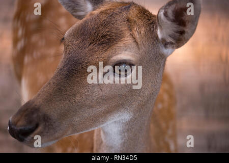 Junge Rehe aus nächster Nähe suchen mit catchlight in ihren großen Augen Stockfoto