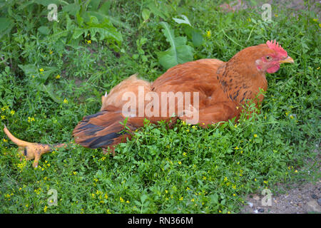 Braunes Huhn, das am heißen Sommertag auf Gras liegt, Hausbeule, Gallus gallus domestcus Stockfoto