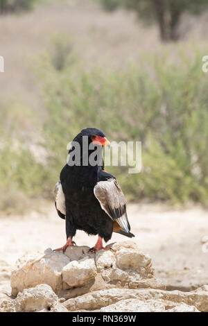 Weibliche Sie Adler, Terathopius ecaudatus, Kgalagadi Transfrontier Park, Northern Cape, Südafrika hoch auf Felsen in eine frontale Ansicht mit Kopieren s Stockfoto