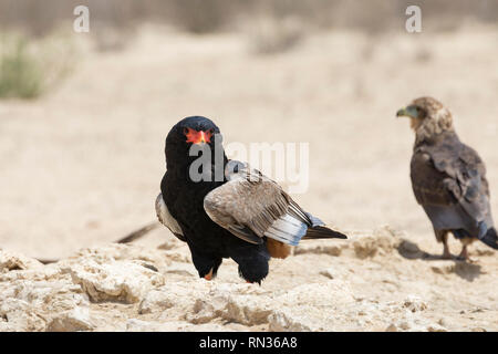 Sie Eagle weiblich, Terathopius ecaudatus, Kgalagadi Transfrontier Park, Südafrika hoch auf Felsen am Wasserloch Stockfoto