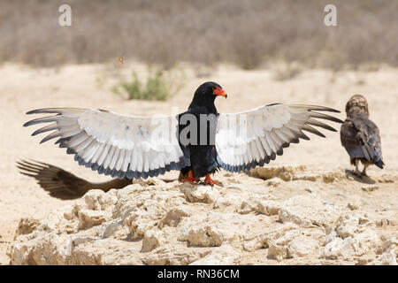 Sie Adler, Terathopius ecaudatus, Kgalagadi Transfrontier Park, Northern Cape, Südafrika Sonnen mit ausgebreiteten Flügeln die Öle in t zu warm Stockfoto