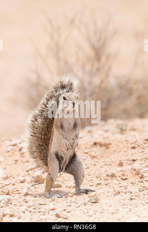 Kap Erdhörnchen, Xerus inauris, Kgalagadi Transfrontier Park, Northern Cape, Südafrika. Endemische terrestrische Nagetier stehend Stockfoto