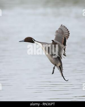 Männliche nördlichen Pintail duck (Anas acuta) im Flug über einen See. Februar 2019, Gloucestershire, VEREINIGTES KÖNIGREICH Stockfoto