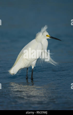 Portrait von Snowy Egret (Egretta thula) Zucht im Gefieder - Fort De Soto, Florida Stockfoto