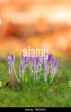 In der Nähe von schönen blühenden Krokusse im Frühling. Blick auf blühende Krokusse auf einer Wiese im Morgenlicht. Stockfoto