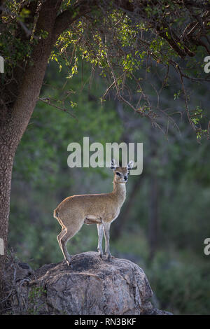 Ein männlicher Klipspringer Antilopen, Oreotragus oreotragus, wacht beim Stehen auf einem Felsen in Madikwe Game Reserve, North West Provinz, Südafrika. Stockfoto