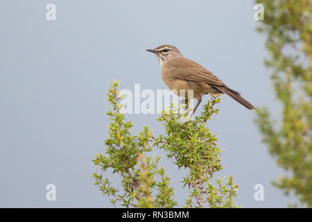 Ein Karoo Scrub Robin, Cercotrichas coryphoeus, Sitzstangen auf einem fynbos Strauch in Bontebok-nationalpark, der Provinz Western Cape, Südafrika. Stockfoto