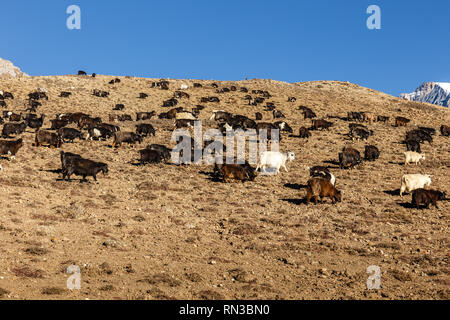 Herde von Ziegen Weiden im Himalaya, Nepal Stockfoto