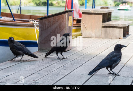 Auf der Bühne Raven Stockfoto