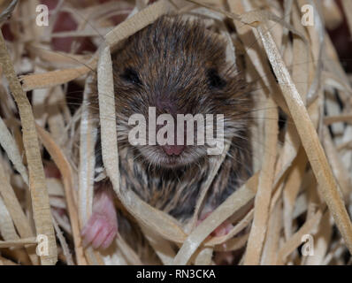 Maus in Holzwolle Stockfoto