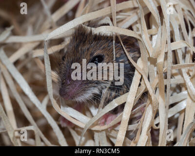 Maus in Holzwolle Stockfoto