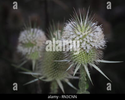 Wilddistel weiß Stockfoto