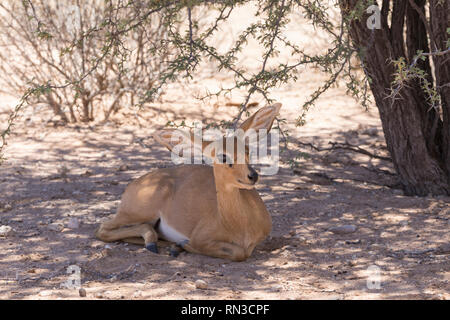 Kleine Steinböckchen, Raphicerus campestris, Ausruhen im Schatten unter einem Baum, Kgalagadi Transfrontier Park, Northern Cape, Südafrika. Kann ohne fr vorhanden Stockfoto