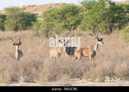 Bachelor- Gruppe von Kudus Stiere, Tragelaphus strepsiceros, Kgalagadi Transfrontier Park, Northern Cape Südafrika im Morgengrauen Grünland Savannah wi Stockfoto