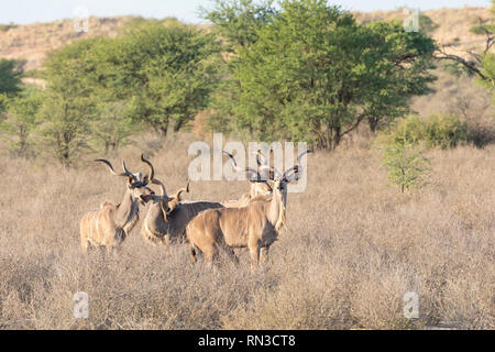 Bachelor- Gruppe der Stiere, Tragelaphus strepsiceros Kudu, Kgalagadi Transfrontier Park, Northern Cape Südafrika in der Dämmerung zu Fuß durch Grünland sav Stockfoto