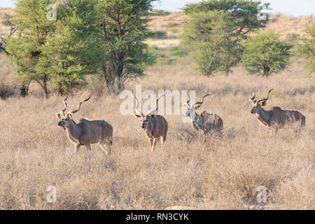 Bachelor- Gruppe von Kudus Stiere, Tragelaphus strepsiceros, Kgalagadi Transfrontier Park, Northern Cape Südafrika in der Dämmerung zu Fuß durch acaci Stockfoto