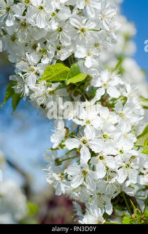 Blühende cherrybranches auf einem Baum im Frühling. Selektive konzentrieren. Stockfoto