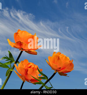 Drei helle Orange Globus - Blumen (Trollius asiaticus) schließen bis auf einen blauen Himmel Hintergrund im Sonnenlicht - schöner Frühling Hintergrund Vorlage mit Platz f Stockfoto