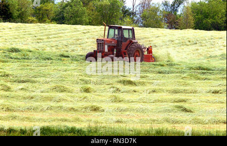 Landwirt harke Heu in einem Feld in Tennessee. Roter Traktor fährt über ein offenes Feld. Stockfoto