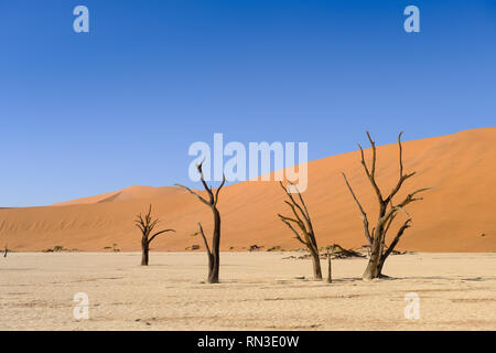 Tote Bäume im Deadvlei in den Namib-Naukluft Park, Namibia Stockfoto