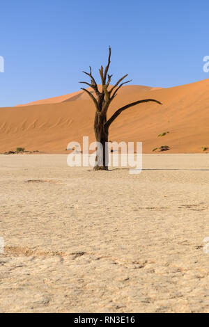 Tote Bäume im Deadvlei in den Namib-Naukluft Park, Namibia Stockfoto