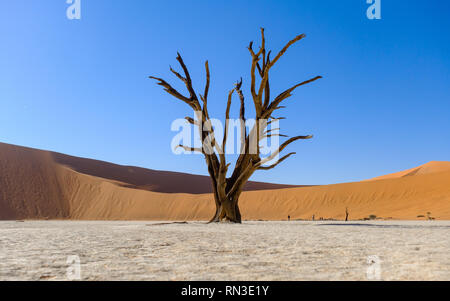 Tote Bäume im Deadvlei in den Namib-Naukluft Park, Namibia Stockfoto