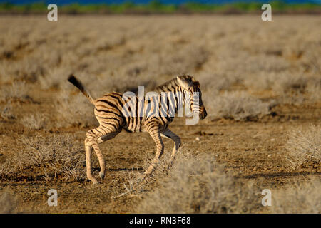 Ein junges Zebra im Etosha National Park, Namibia, Afrika Stockfoto