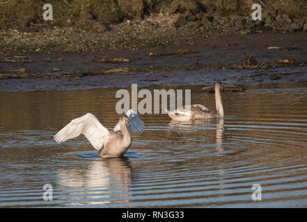 Mute swan cygnet Verbreitung ist Flügel beim Schwimmen mit Geschwister. Stockfoto