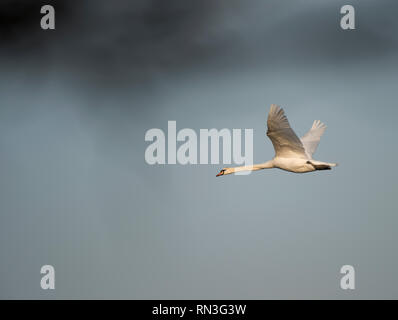 Nach Mute swan in flight vor blauem Himmel. Stockfoto