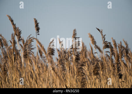 Reed Bett im Sonnenlicht am Nachmittag vor einem blauen Himmel gesehen. Stockfoto