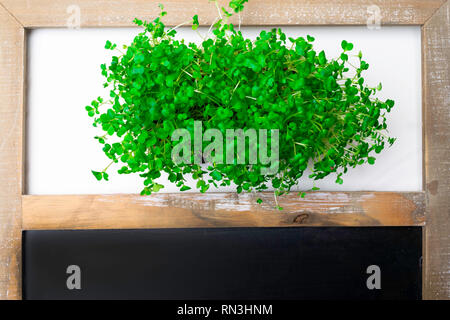 Eine microgreen ist ein junges Gemüse grün. Eine microgreen oder Sprossen sind rohe Leben sprießen Gemüse aus hochwertigen organischen Pflanzen Samen gekeimt wit Stockfoto